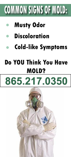 Maryville Mold Remediation Contractor